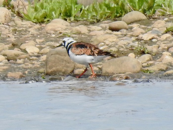 Turnstone