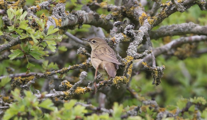 Grasshopper Warbler