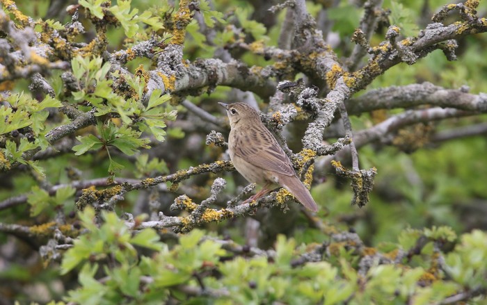 Grasshopper Warbler