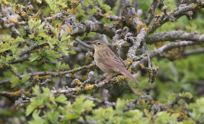Grasshopper Warbler