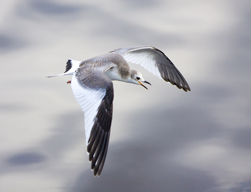 Sabine's Gull