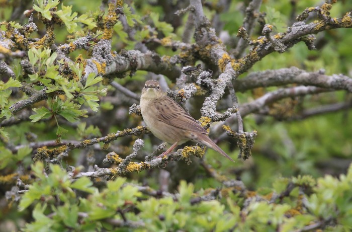 Grasshopper Warbler
