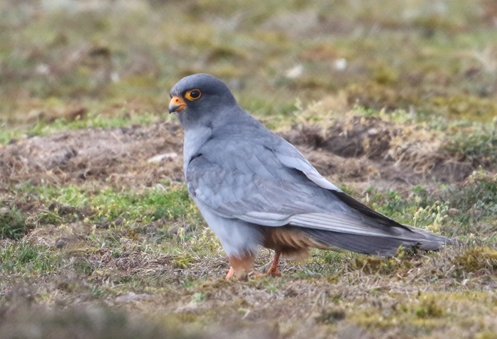 Red-footed Falcon