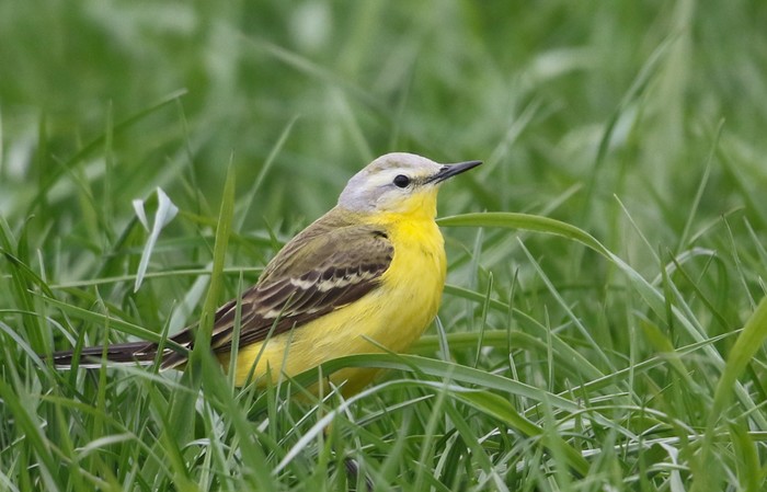 Yellow Wagtail