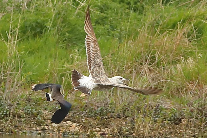Lesser Black-backed Gull