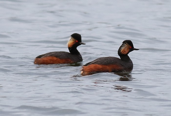 Black-necked Grebe
