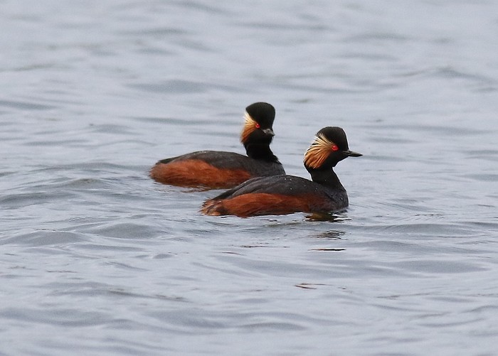 Black-necked Grebe