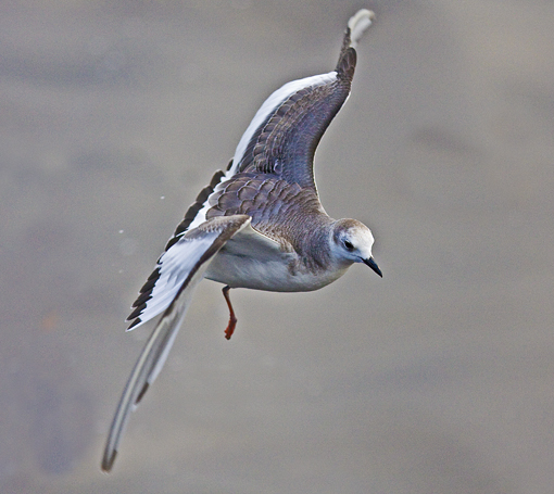 Sabine's Gull