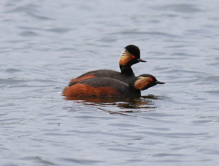 Black-necked Grebe