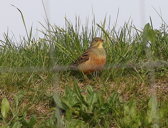 Ortolan Bunting