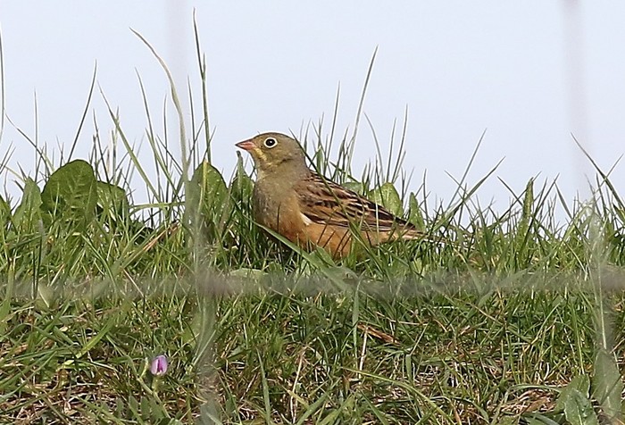 Ortolan Bunting