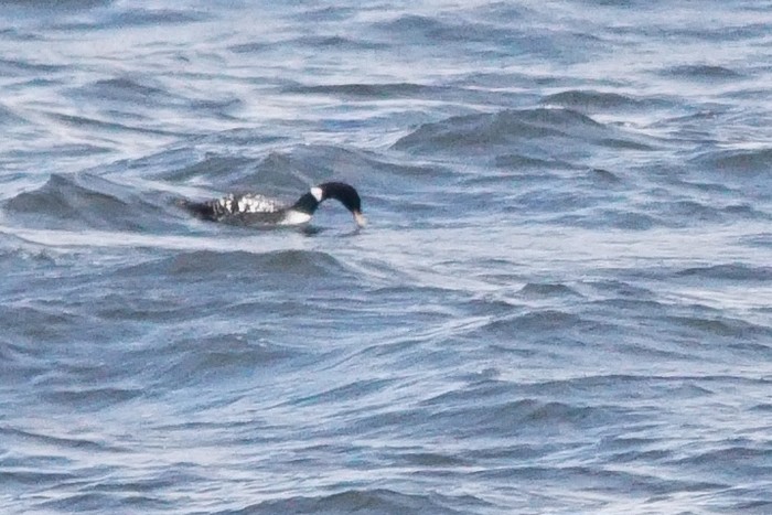 White-billed Diver