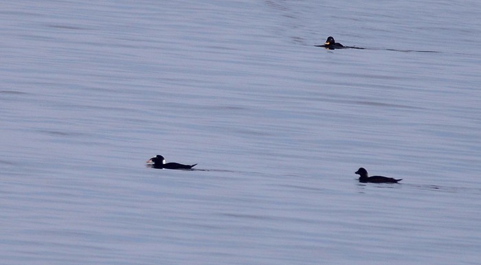 Surf Scoter