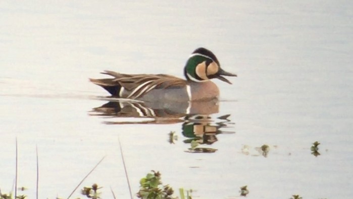 Baikal Teal