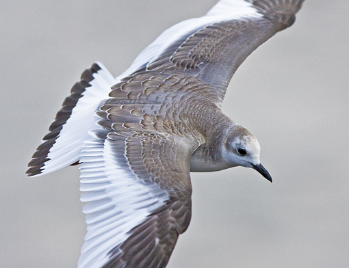 Sabine's Gull