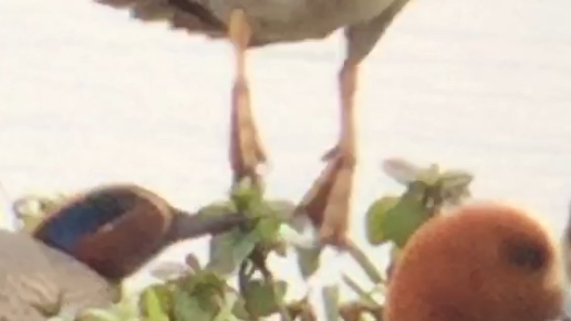 Baikal Teal