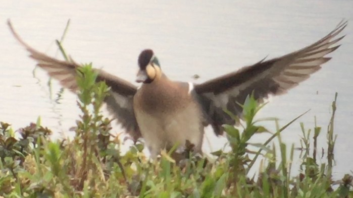 Baikal Teal
