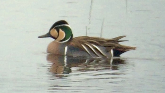 Baikal Teal