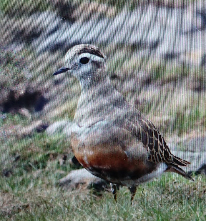 Dotterel