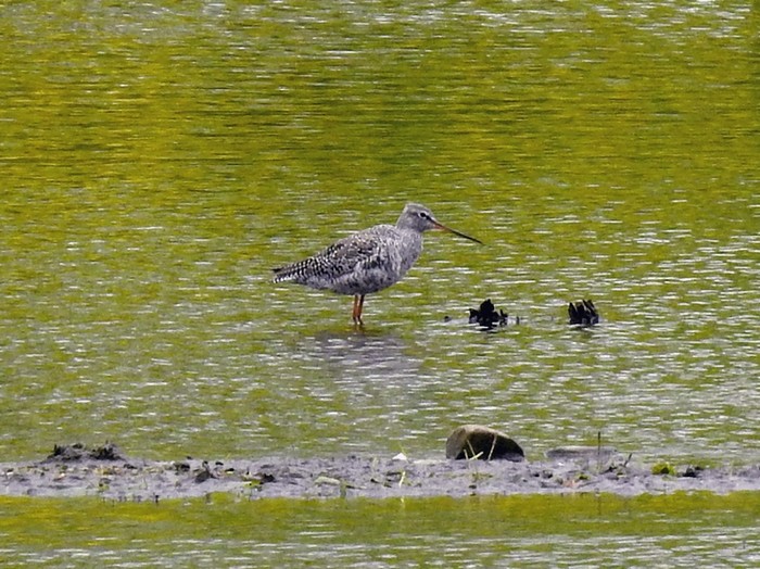Spotted Redshank