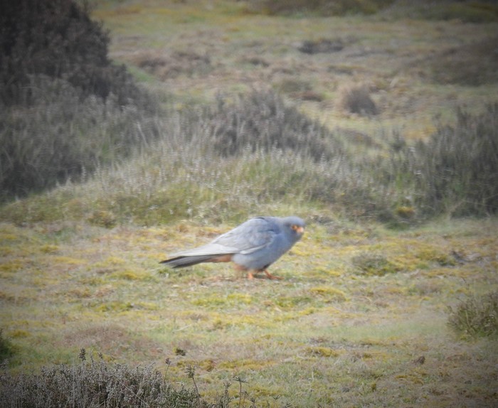 Red-footed Falcon