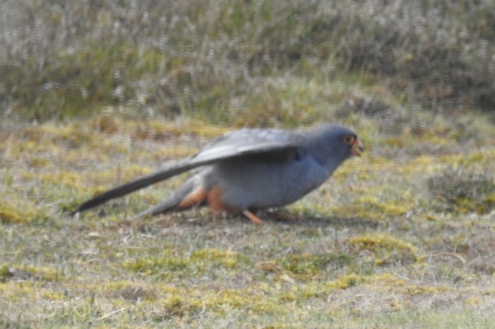Red-footed Falcon