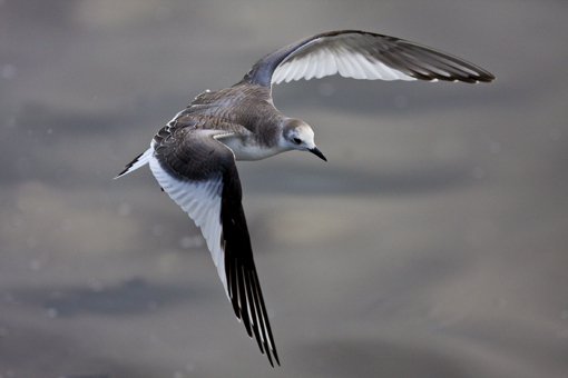 Sabine's Gull