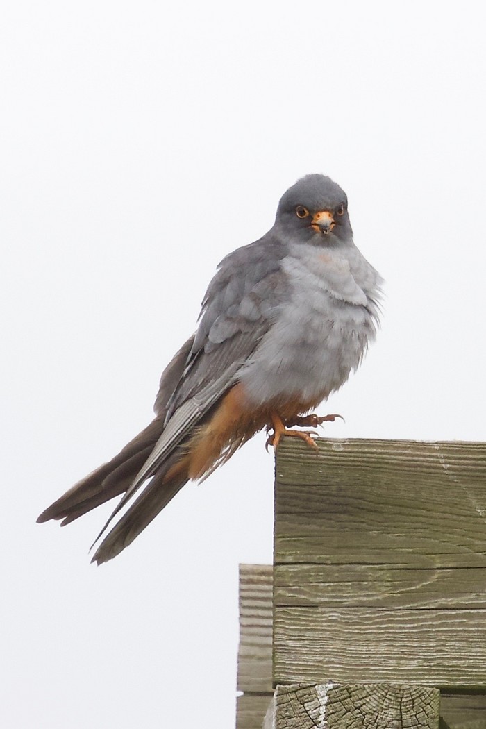 Red-footed Falcon