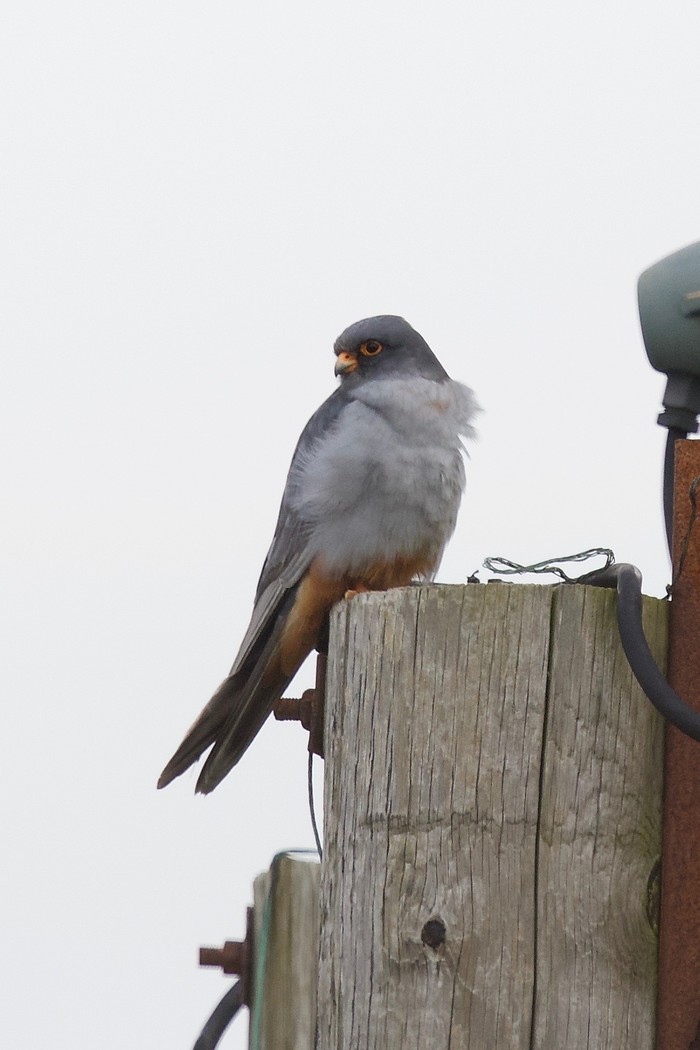Red-footed Falcon