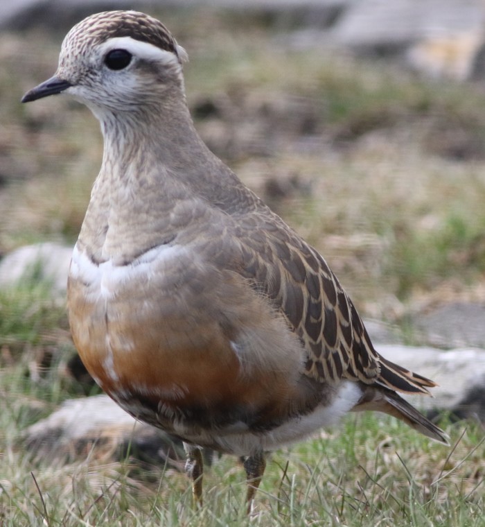 Dotterel