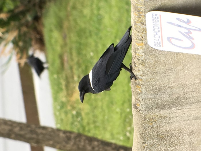 Pied Crow