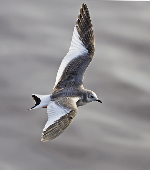 Sabine's Gull