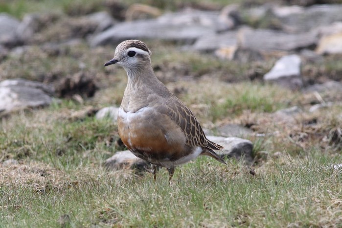 Dotterel