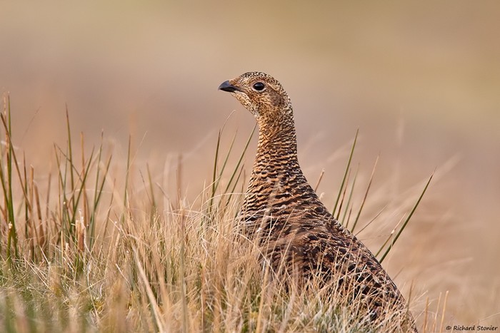 Black Grouse