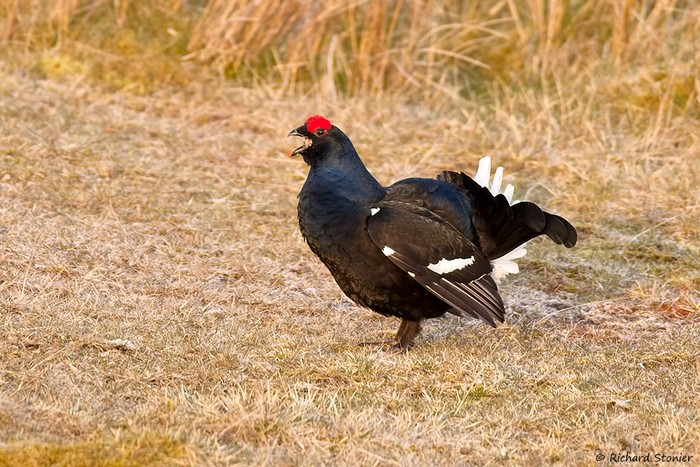 Black Grouse