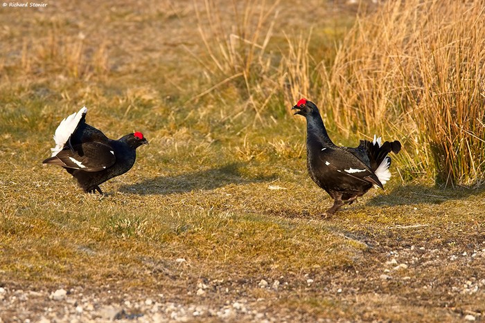 Black Grouse
