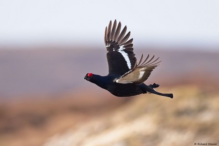 Black Grouse