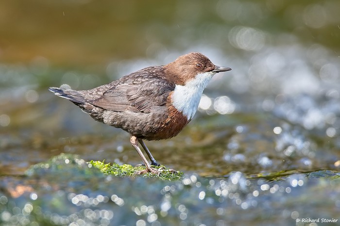 Dipper
