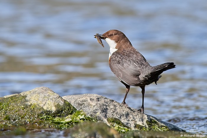 Dipper