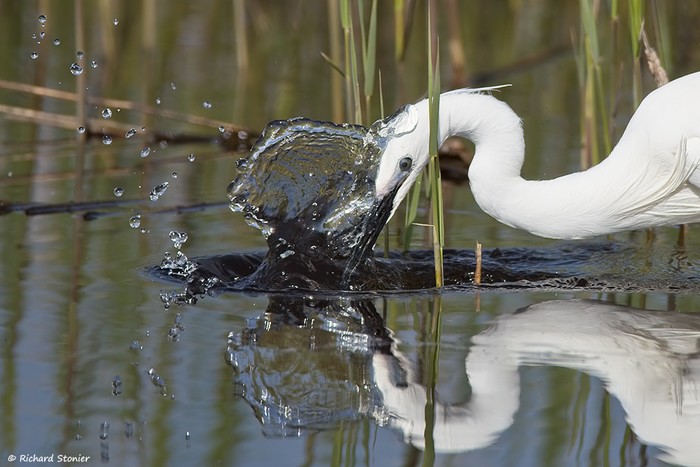 Little Egret