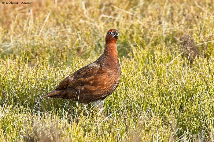 Red Grouse