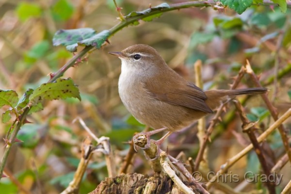 Cetti's Warbler