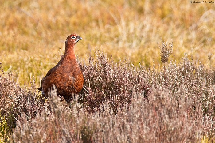 Red Grouse