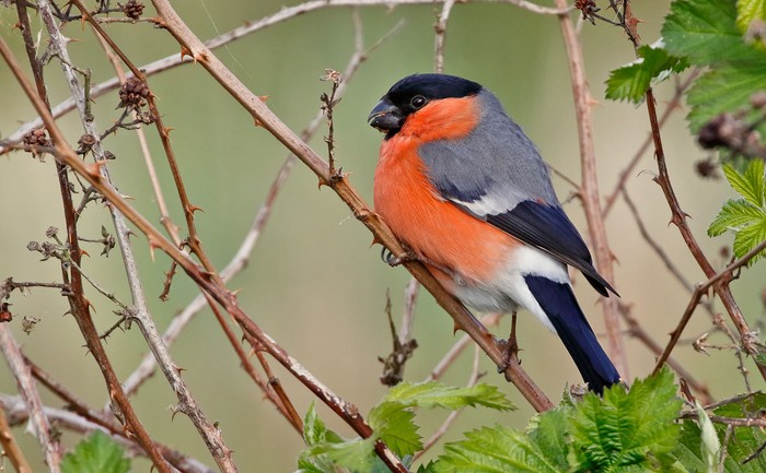 Bullfinch