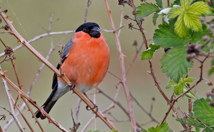Bullfinch