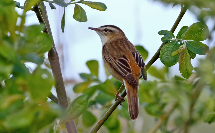 Sedge Warbler
