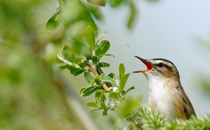 Sedge Warbler
