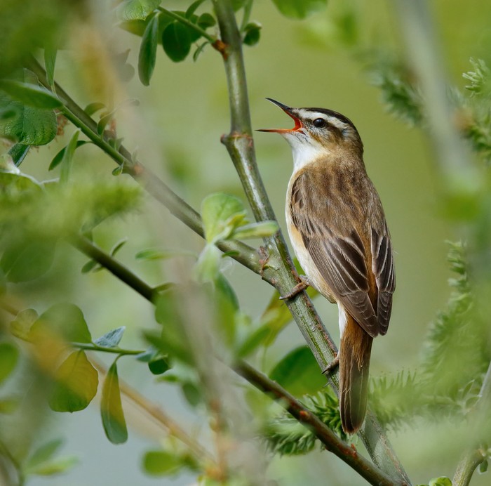 Sedge Warbler