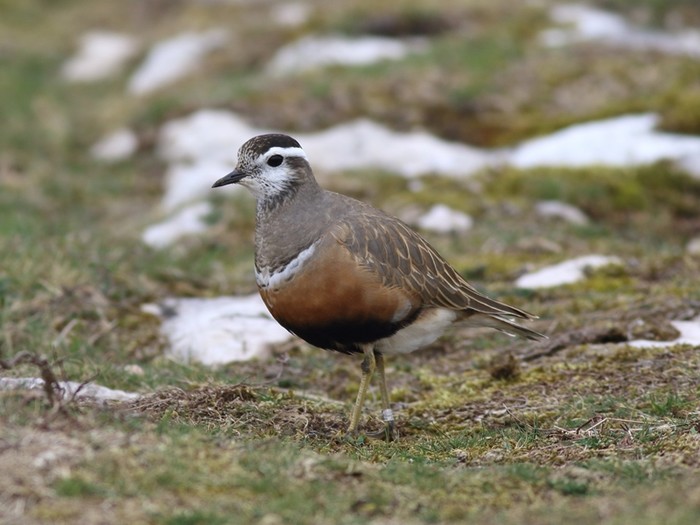Dotterel