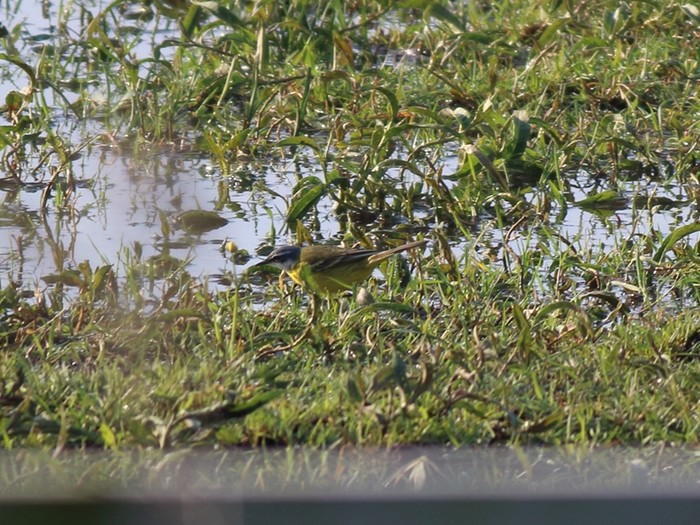 Spanish Wagtail